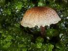 Habitus