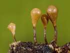 Habitus