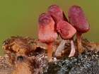 Habitus