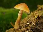 Habitus