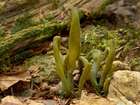 Habitus