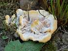 Habitus