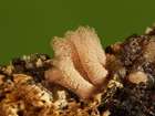 Habitus