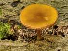 Habitus