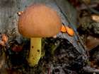 Habitus