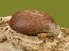 Habitus