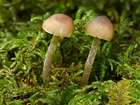 Habitus
