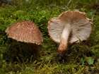 Habitus