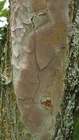 Habitus