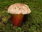 Habitus