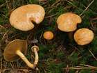 Habitus