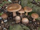 Habitus
