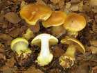 Habitus