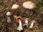 Habitus