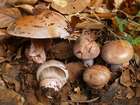 Habitus