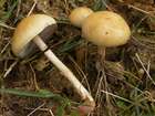 Habitus